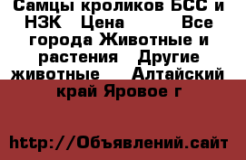 Самцы кроликов БСС и НЗК › Цена ­ 400 - Все города Животные и растения » Другие животные   . Алтайский край,Яровое г.